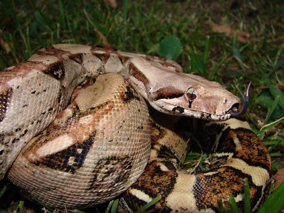 Boa Constrictor in Manuel Antonio National Park