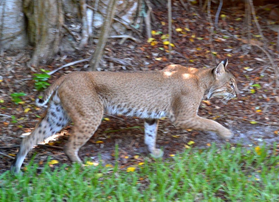 Bobcat wildlife guide for Everglades National Park