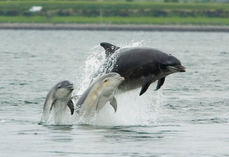 Bottlenose Dolphin in Channel Islands National Park