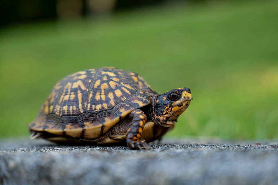 Box Turtle in Congaree National Park