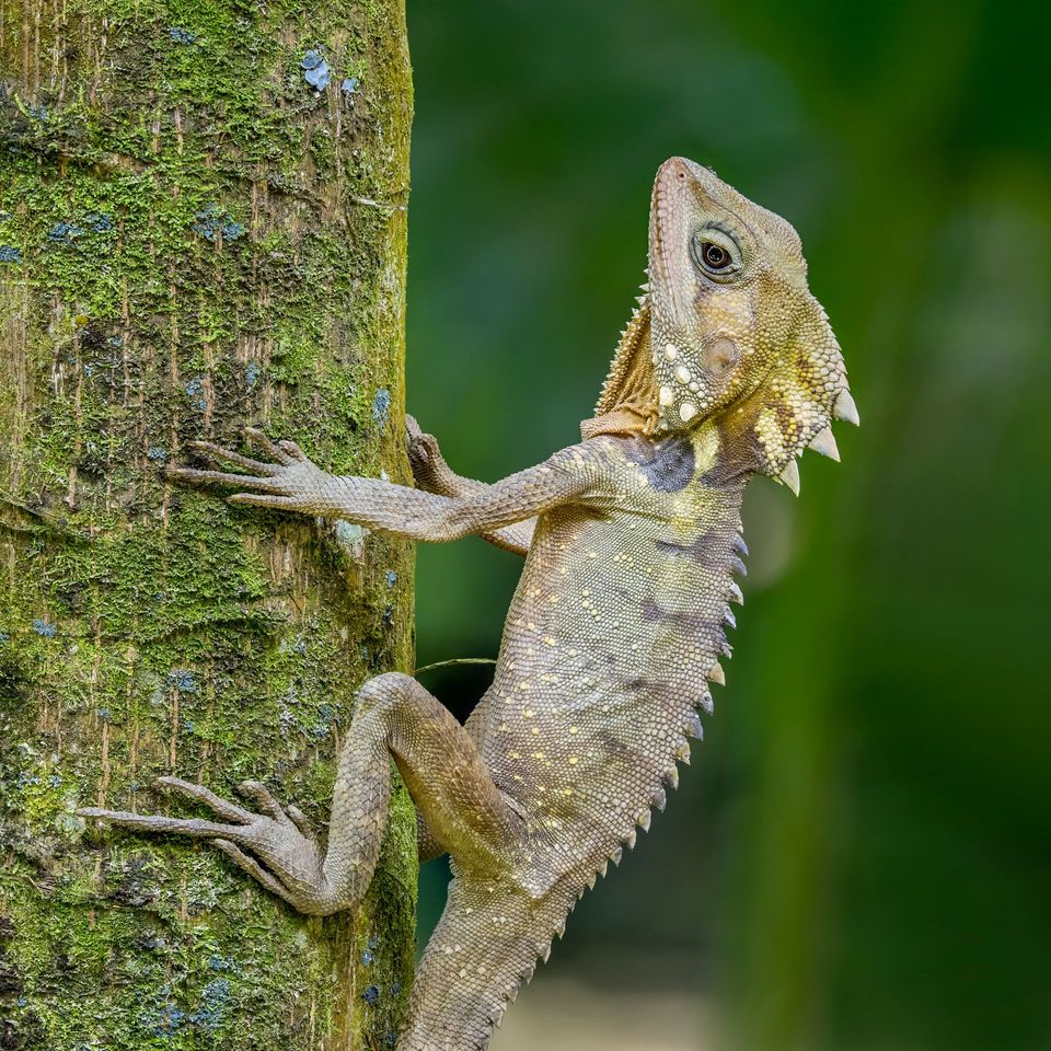 Boyd's Forest Dragon in Daintree National Park