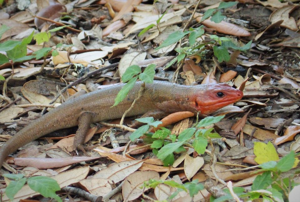 Broad-headed Skink in Hot Springs National Park