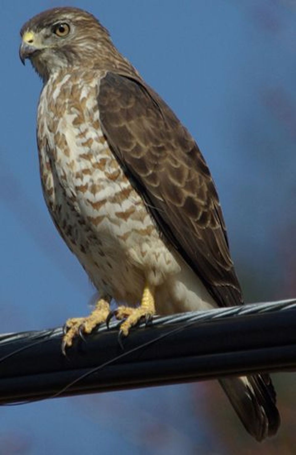 Broad-winged Hawk in Cuyahoga Valley National Park
