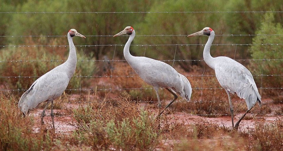 Brolga wildlife guide for Kakadu National Park