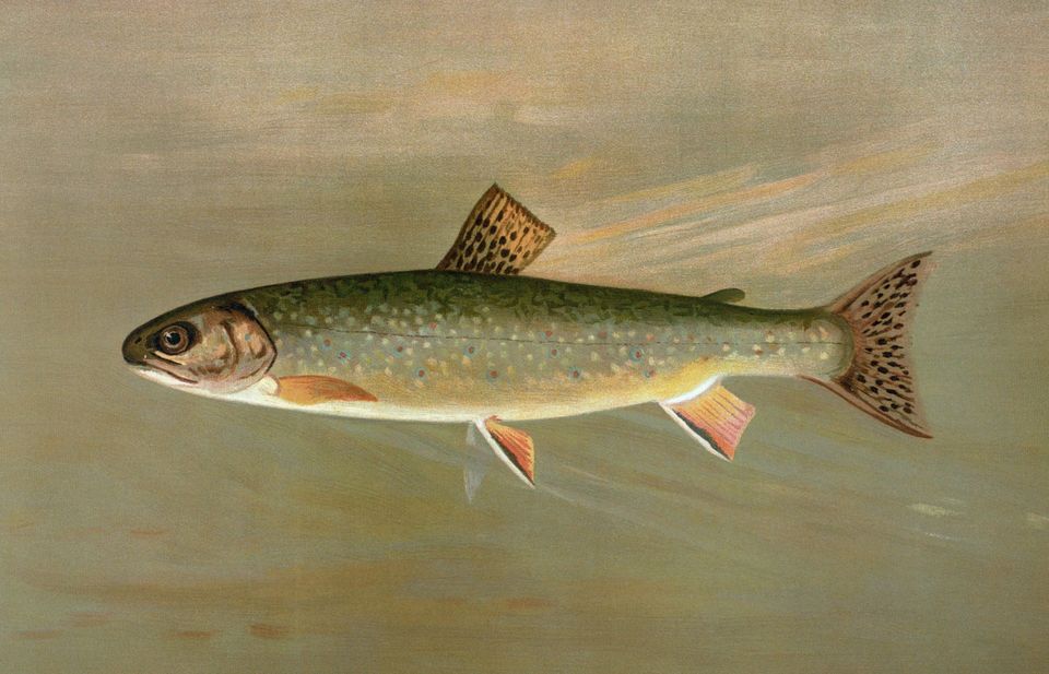 Brook Trout wildlife guide for Mount Rushmore National Memorial