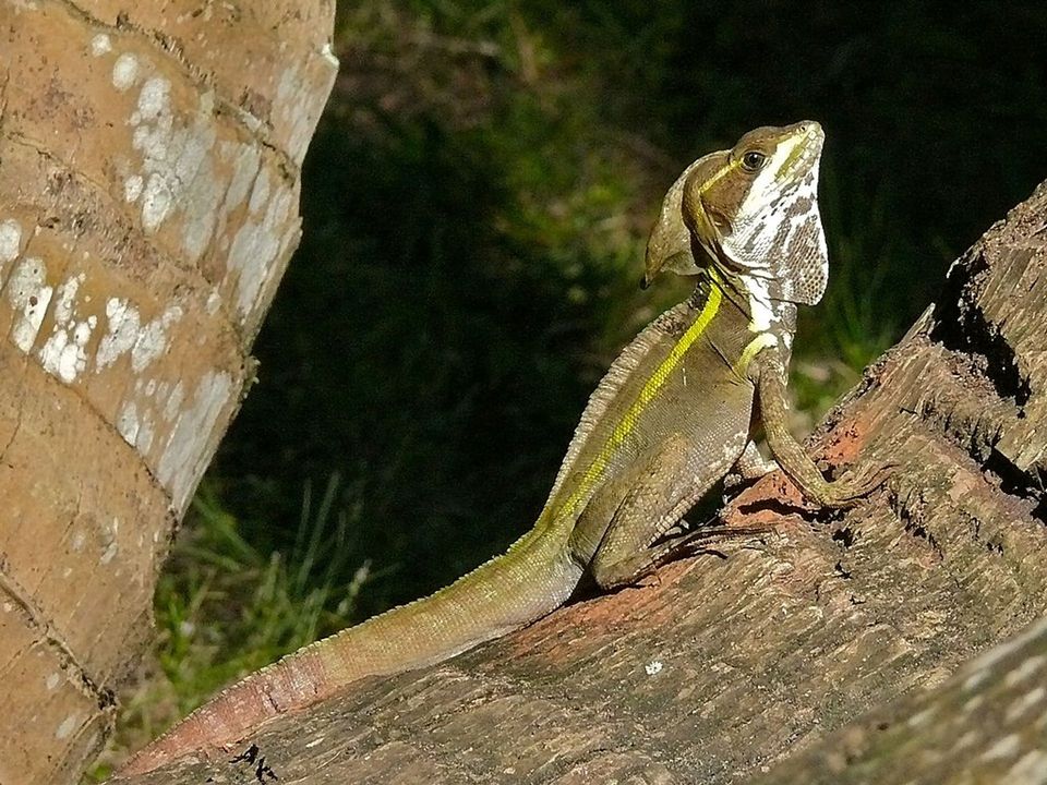 Brown Basilisk wildlife guide for Biscayne National Park