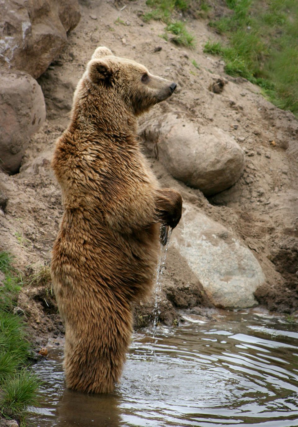Brown Bear in Glacier Bay National Park