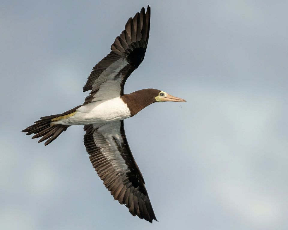 Brown Booby wildlife guide for Virgin Islands National Park