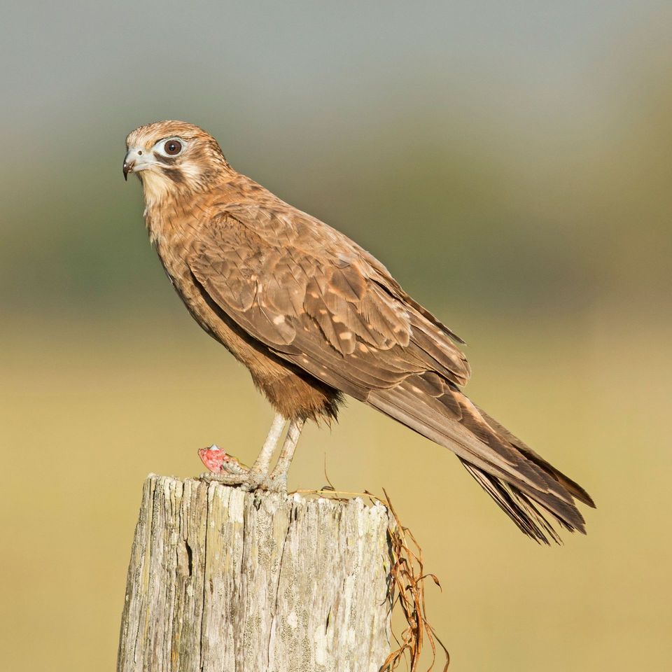 Brown Falcon in Karijini National Park