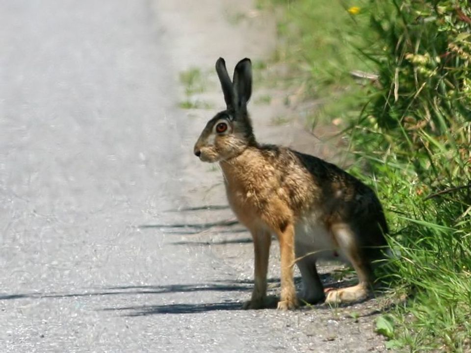Brown Hare in Cairngorms National Park