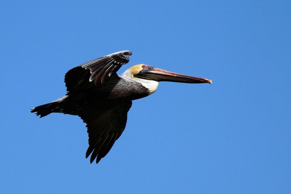 Brown Pelican wildlife guide for Olympic National Park