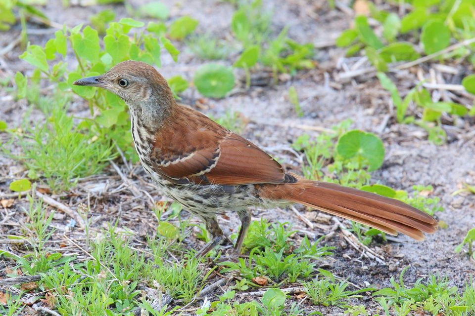 Brown Thrasher wildlife guide for Hot Springs National Park