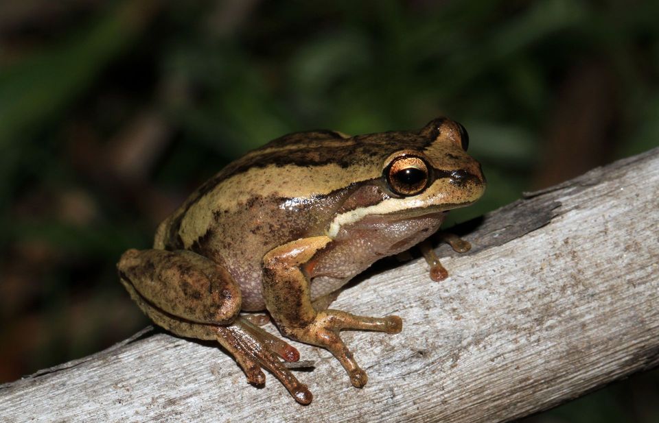 Brown Tree Frog in Mount Aspiring National Park