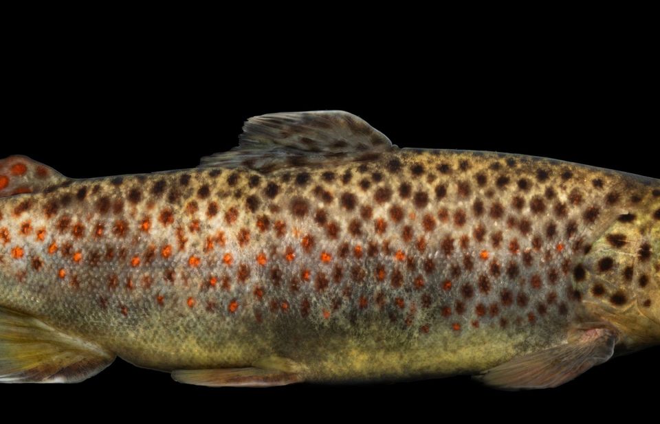 Brown Trout in Kings Canyon National Park