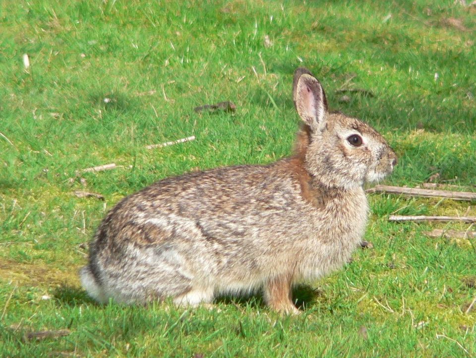 Brush Rabbit wildlife guide for Pinnacles National Park