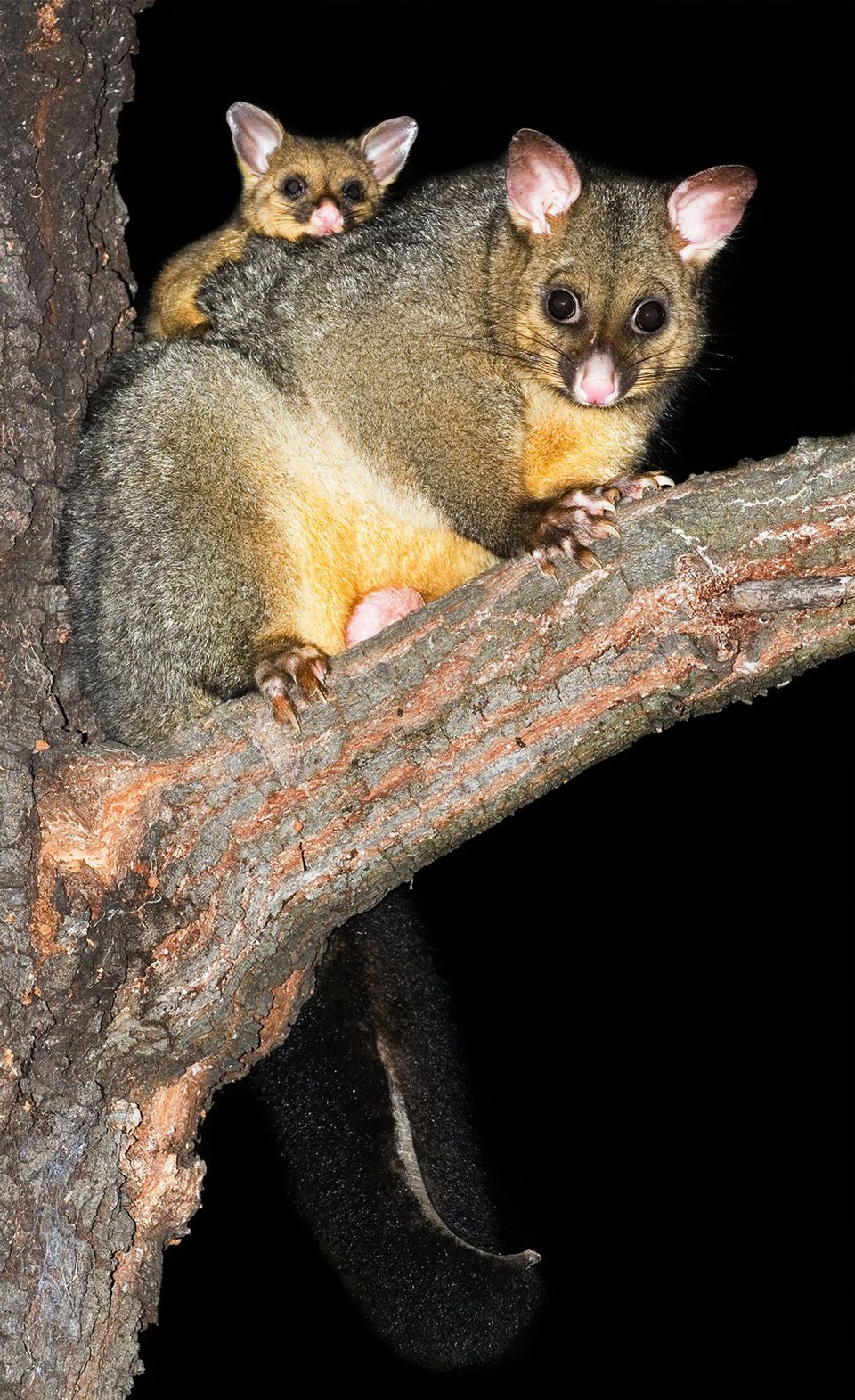 Brushtail Possum wildlife guide for Arthur's Pass National Park