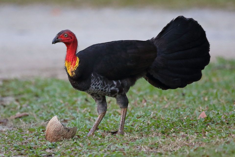 Brushturkey in Daintree National Park