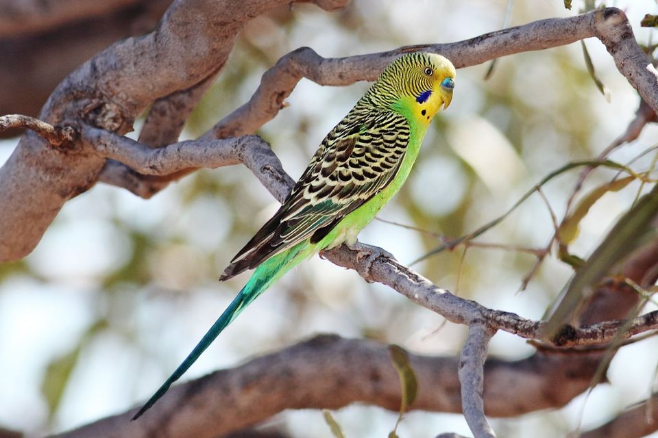 Budgerigar in Uluru-Kata Tjuta National Park