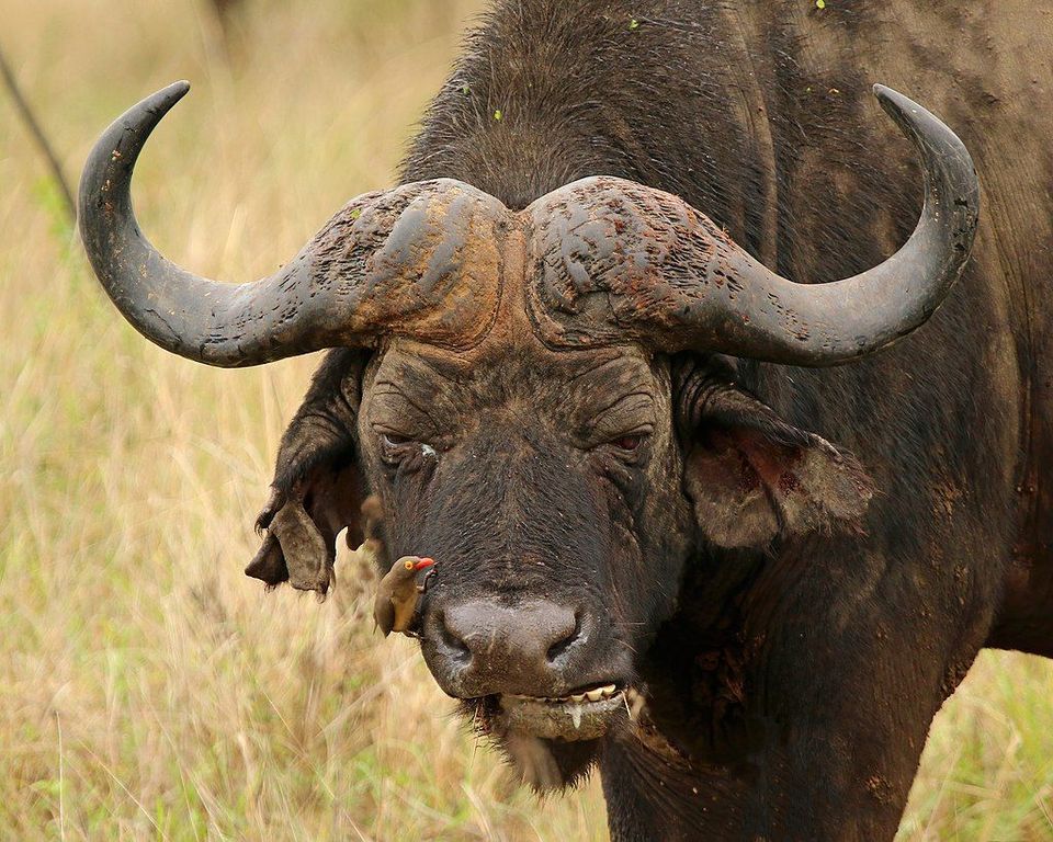 Buffalo in Kruger National Park