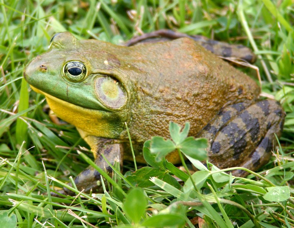Bullfrog in Arches National Park