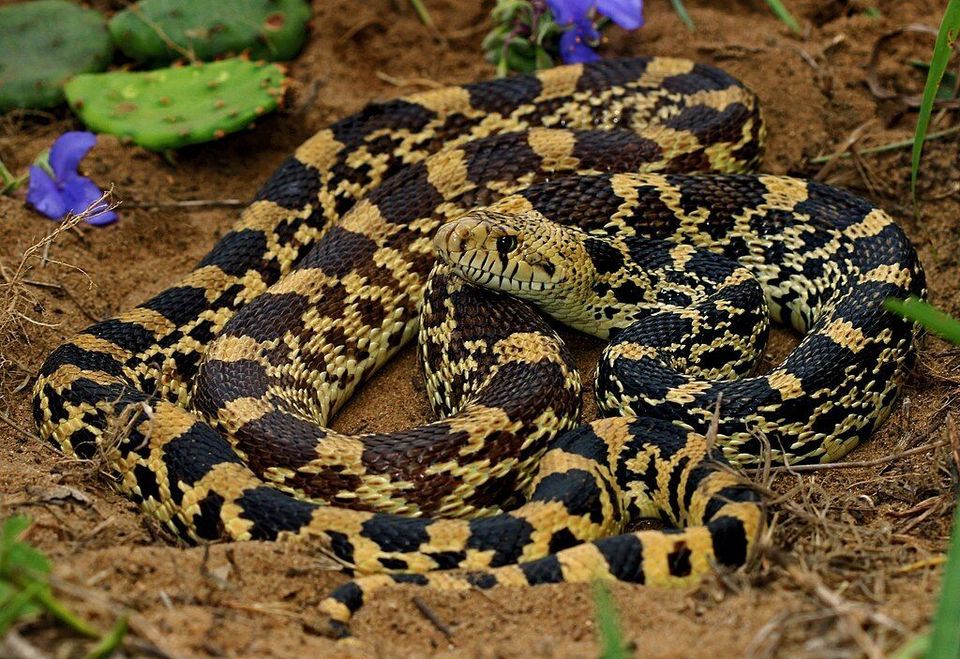 Bullsnake wildlife guide for Theodore Roosevelt National Park