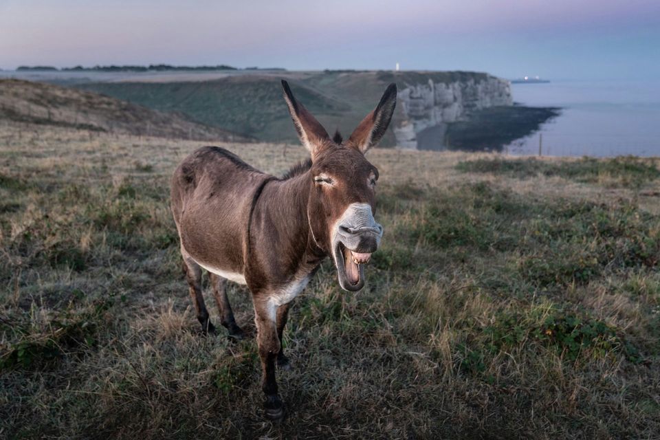 Burro in Custer State Park