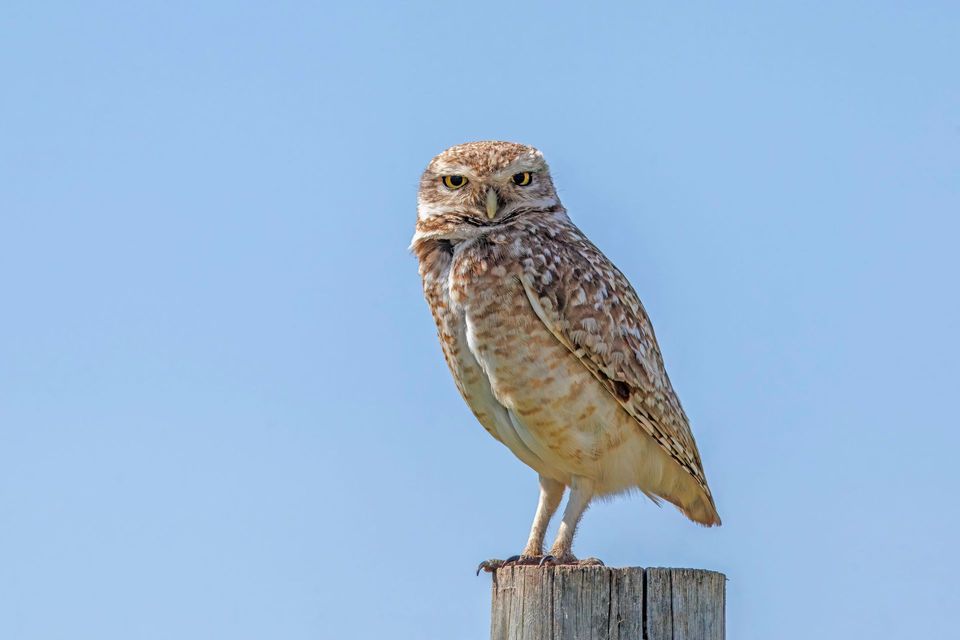 Burrowing Owl in Petrified Forest National Park