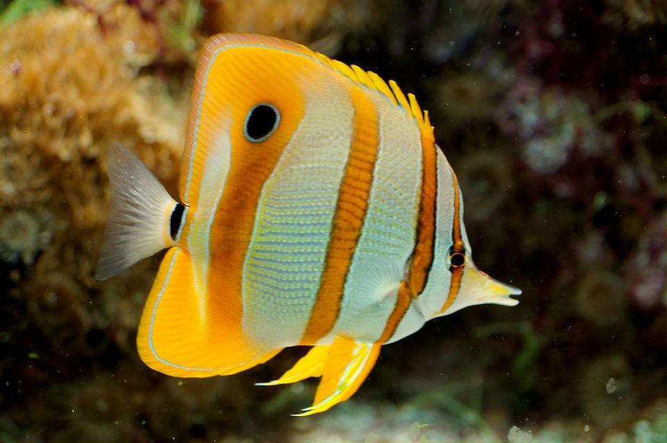 Butterflyfish in American Samoa National Park