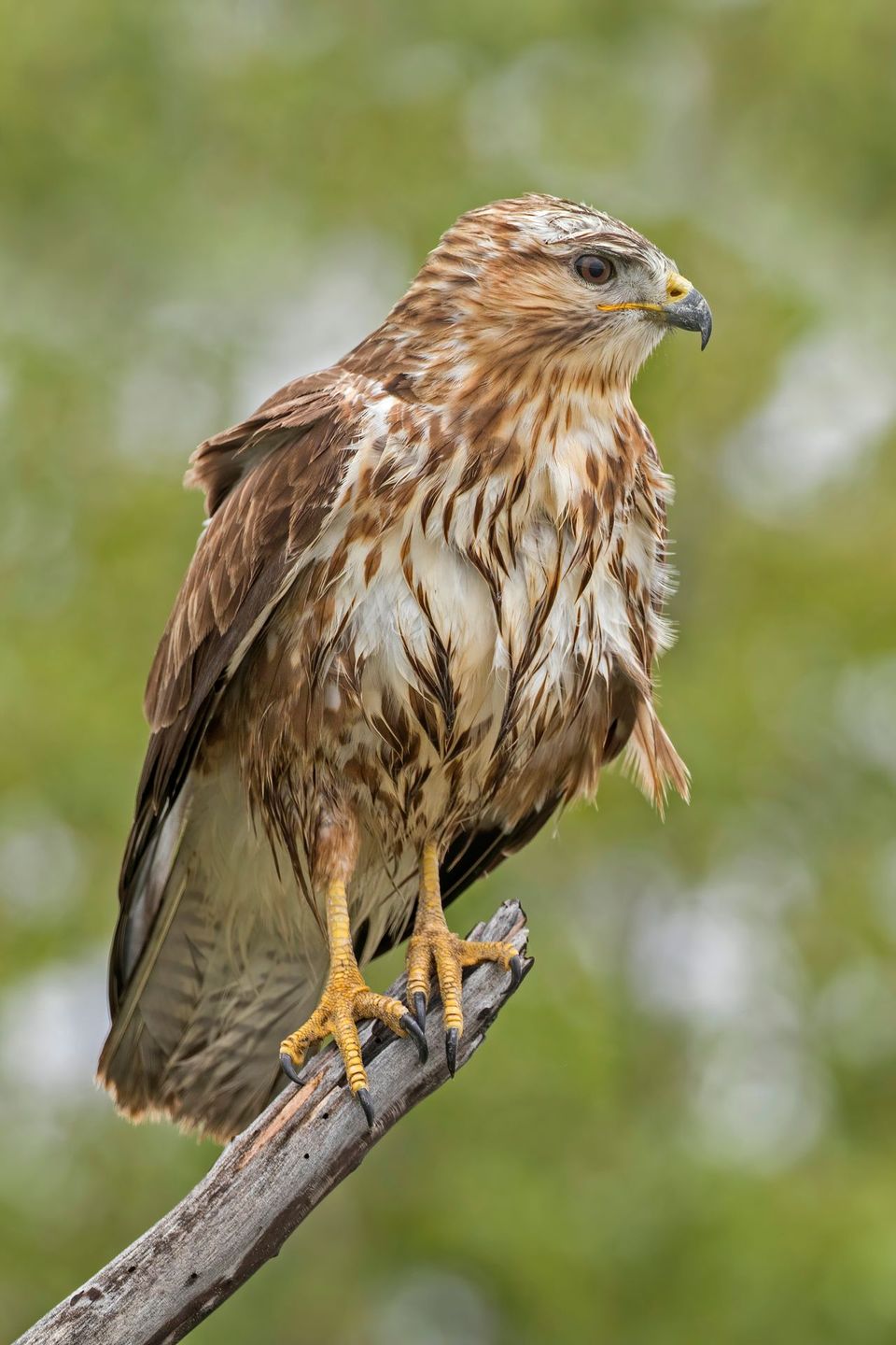 Buzzard in Cairngorms National Park