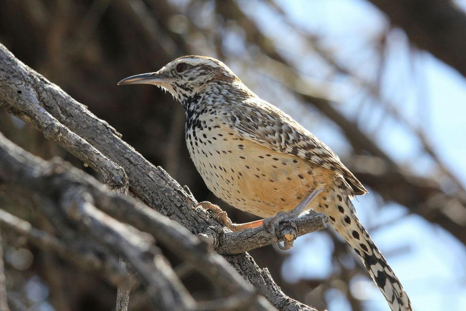 Cactus Wren wildlife guide for Saguaro National Park