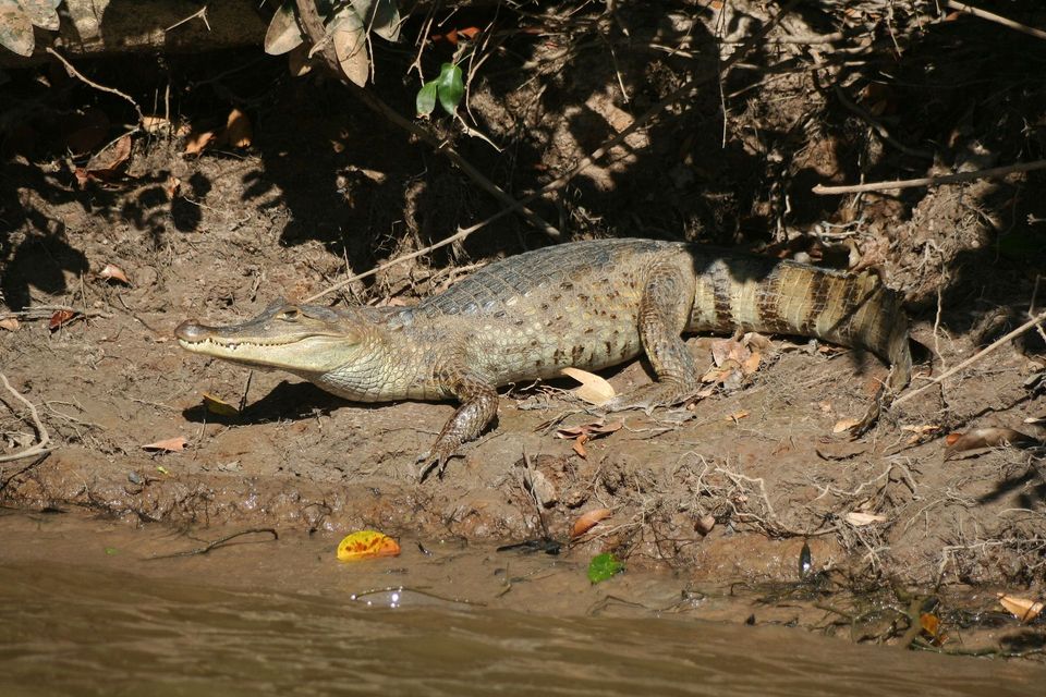 Caiman in Manuel Antonio National Park