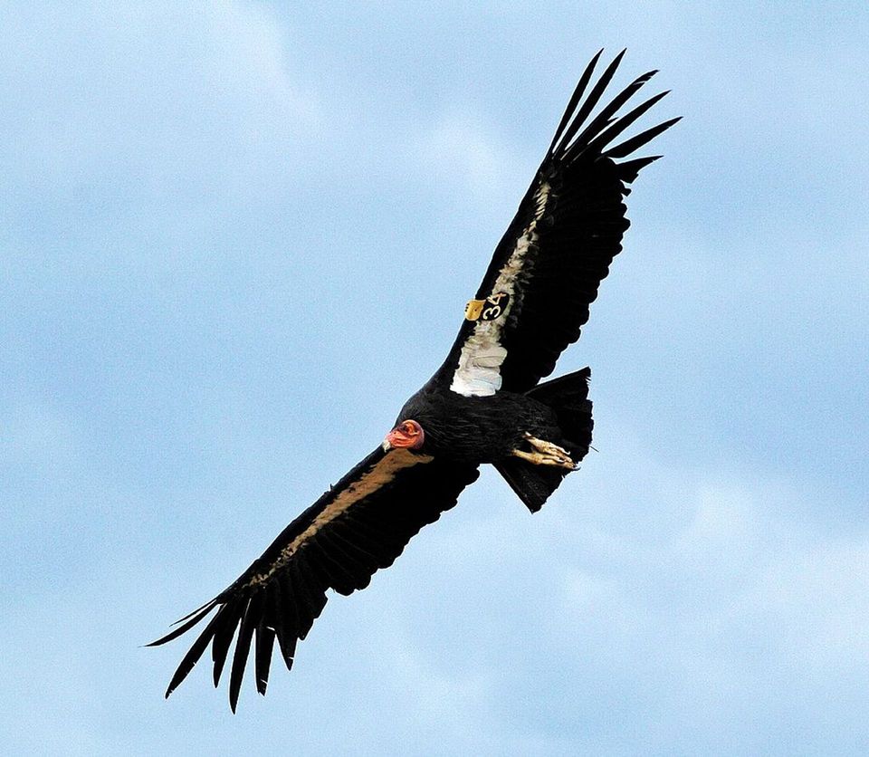 California Condor in Pinnacles National Park