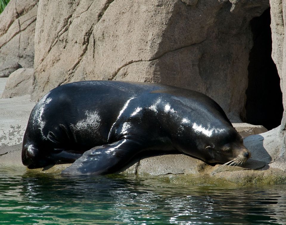 California Sea Lion wildlife guide for Olympic National Park