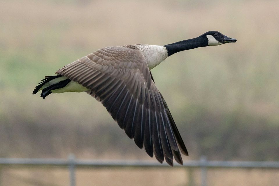 Canada Goose in Algonquin Provincial Park