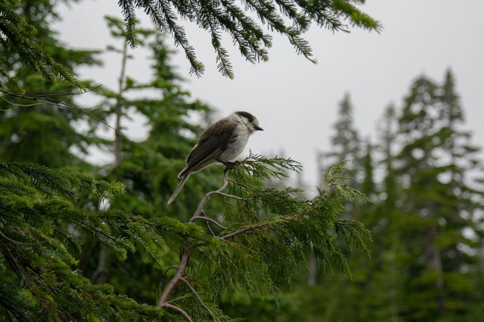 Canada Jay wildlife guide for Denali Highway