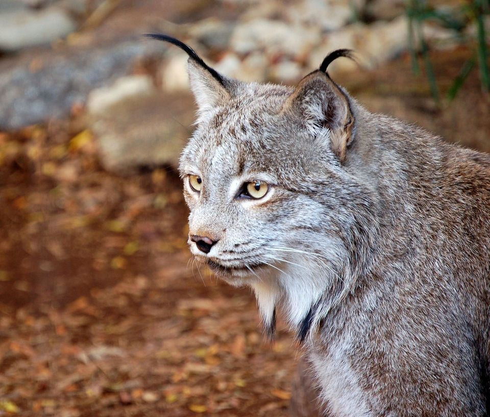 Canada Lynx in Denali National Park