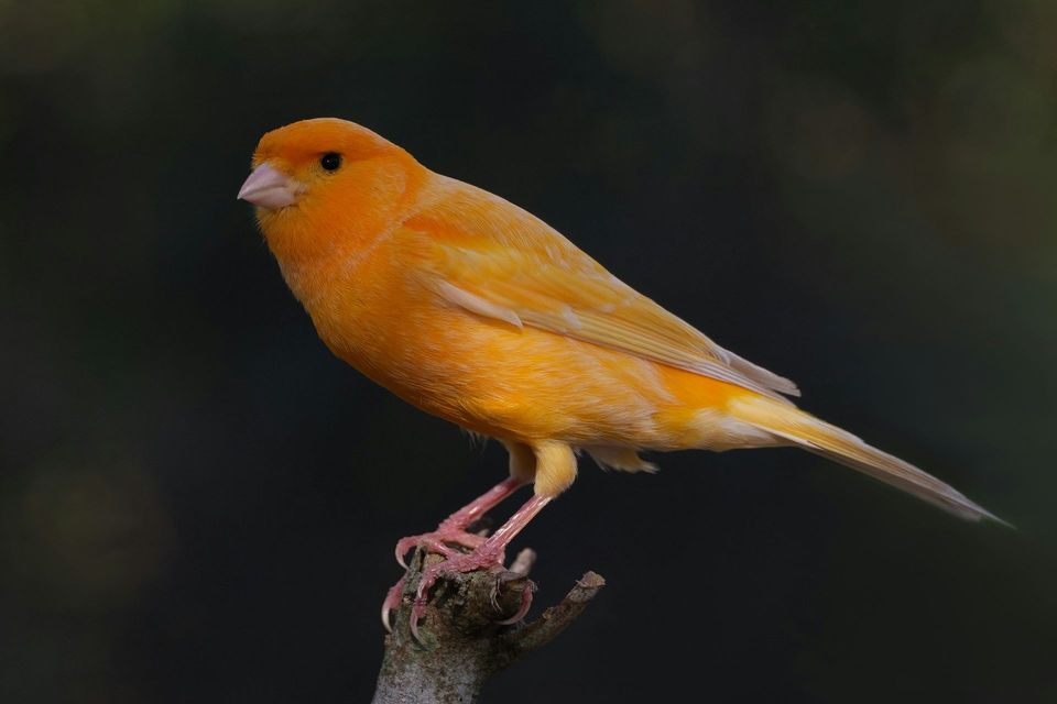 Canary in Teide National Park