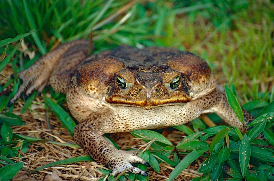 Cane Toad in American Samoa National Park