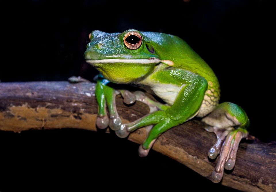 Canyon Tree Frog