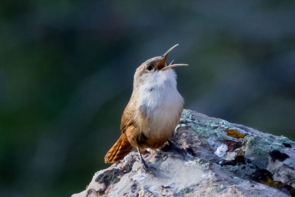Canyon Wren in Pinnacles National Park