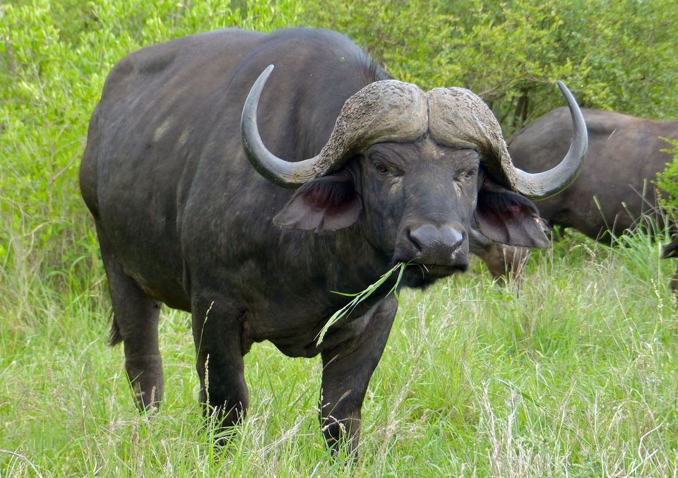 Cape Buffalo in Serengeti National Park