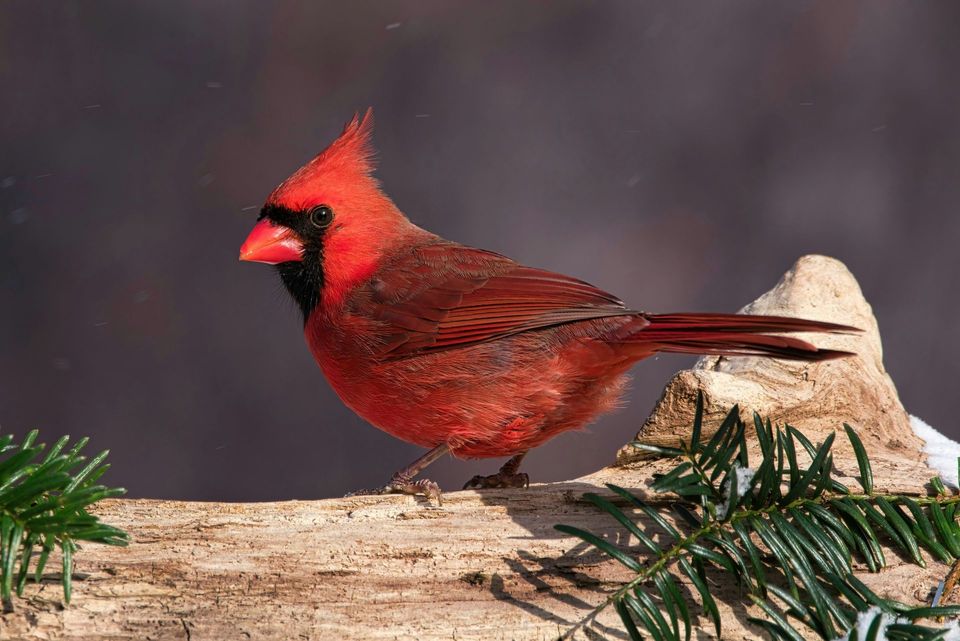 Cardinal in Red Rock State Park