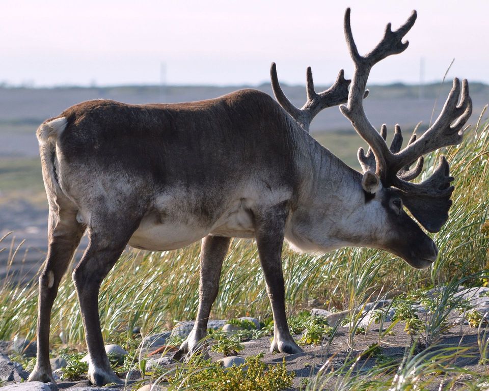 Caribou wildlife guide for Gates of the Arctic National Park