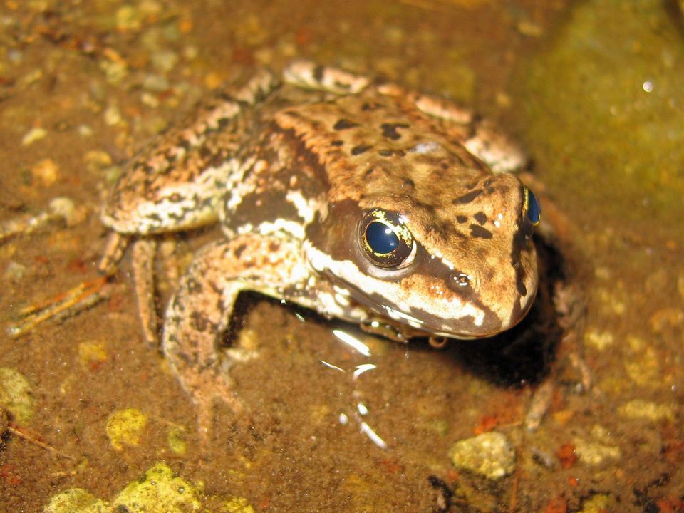 Cascades Frog wildlife guide for Crater Lake National Park