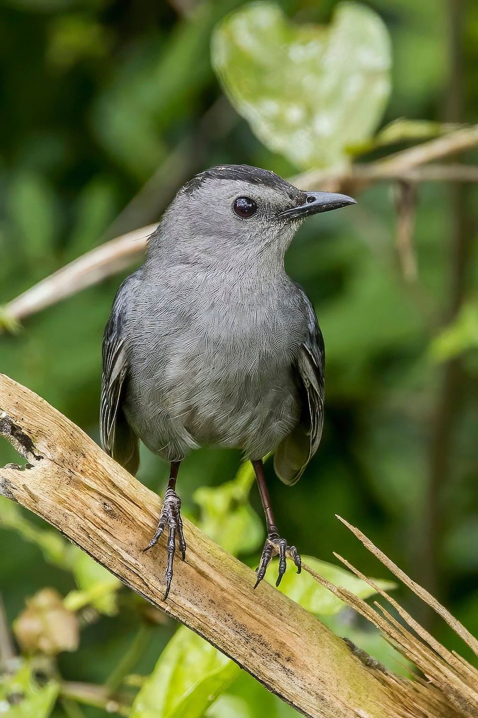 Catbird in Gateway Arch National Park