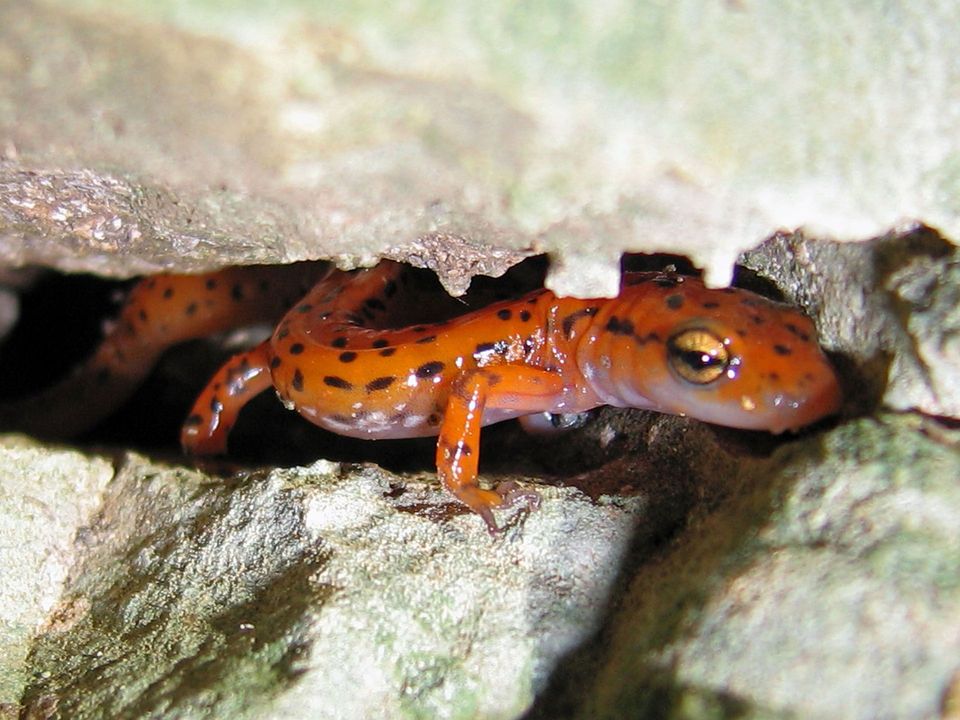 Cave Salamander in Mammoth Cave National Park