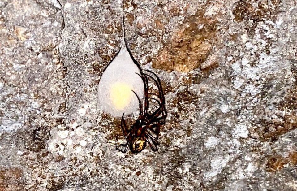 Cave Spider in Mammoth Cave National Park