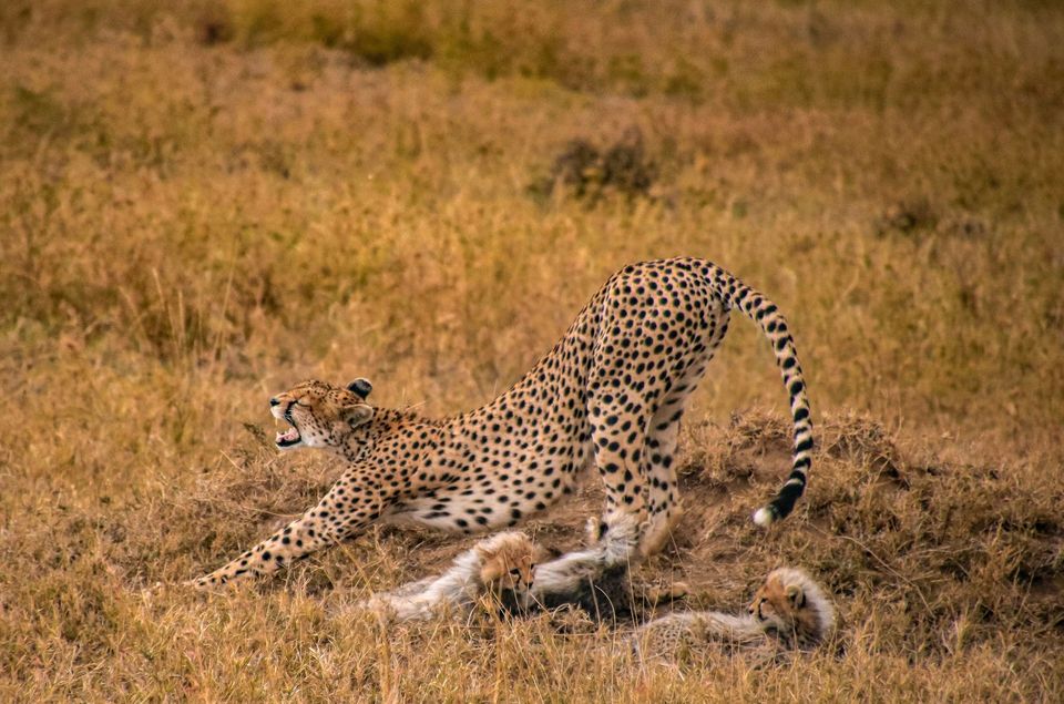 Cheetah in Kruger National Park