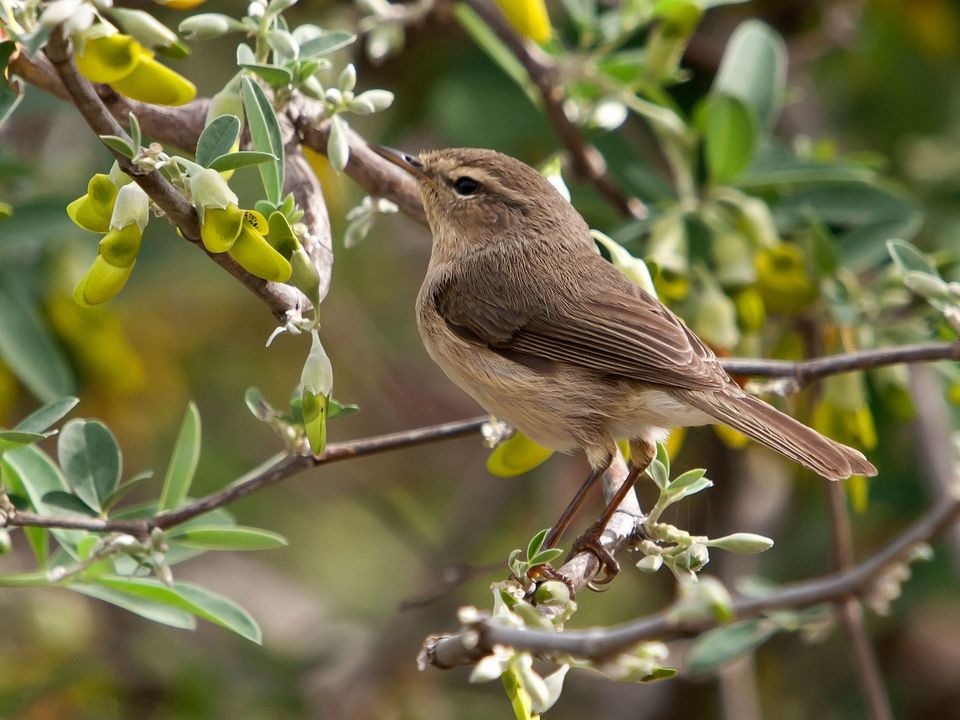 Chiffchaff wildlife guide for Teide National Park