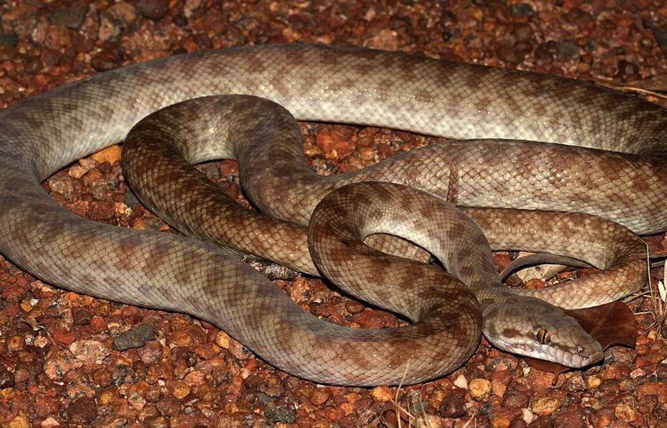 Children's Python in Karijini National Park